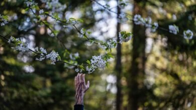 age fed life insights