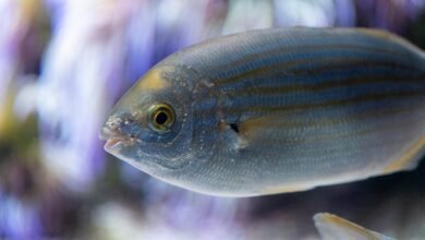 baja fins flexible design