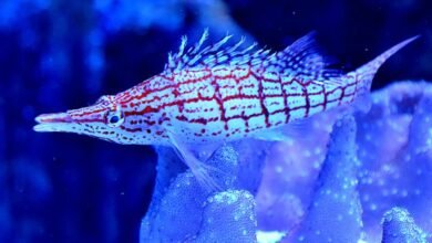 baja fins long variety