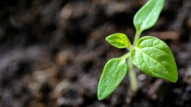 maximize life growth potential