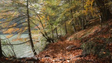 moti oswa mult input