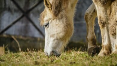 sbi focus equity fund