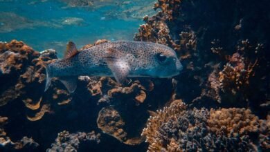 max life dive experience