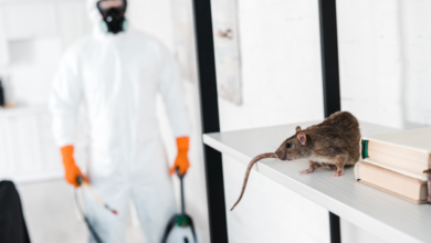 Pest Control Solutions in Chelmsford: Your Trusted Exterminators