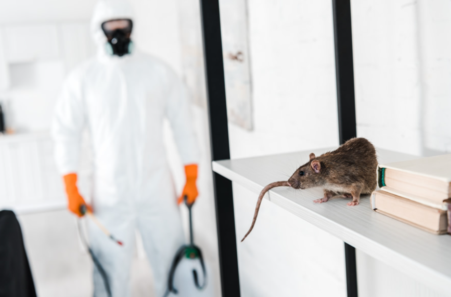 Pest Control Solutions in Chelmsford: Your Trusted Exterminators