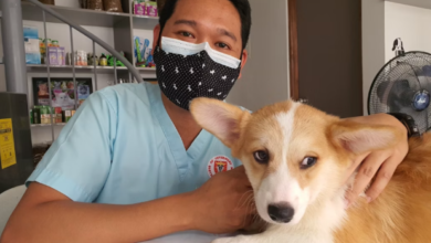 Mobile Vet